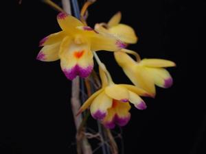 Dendrobium sanguinolentum