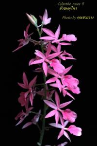 Calanthe rosea