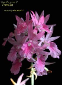 Calanthe rosea