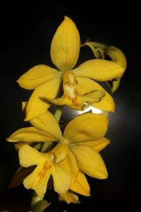 Calanthe striata