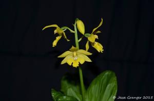 Calanthe striata