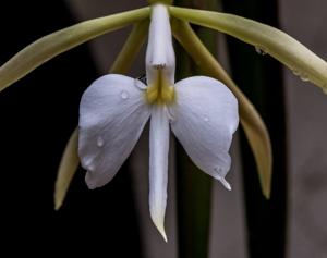 Epidendrum parkinsonianum