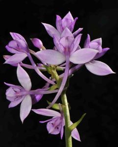Calanthe sylvatica