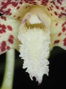 Dendrobium acuminatissimum
