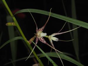 Dendrobium acuminatissimum