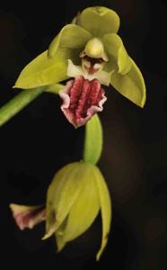 Calanthe tricarinata