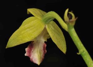 Calanthe tricarinata