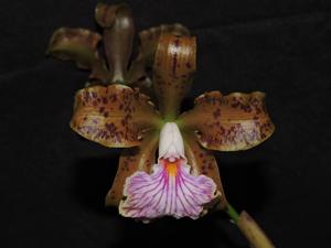 Cattleya velutina