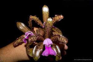 Cattleya tigrina