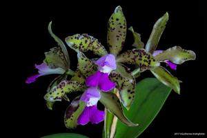 Cattleya tigrina