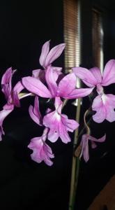 Calanthe vestita