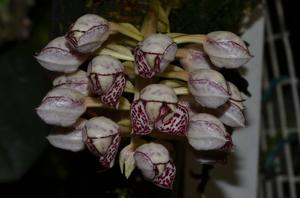 Bulbophyllum kubahense