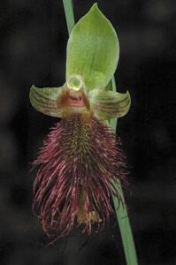 Calochilus paludosus