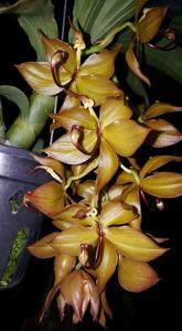 Cycnoches cooperi