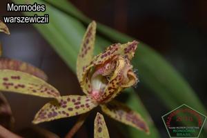 Mormodes warszewiczii