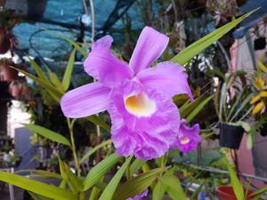 Sobralia rogersiana