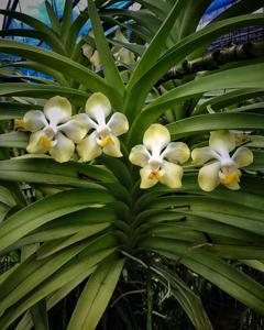 Vanda dearei