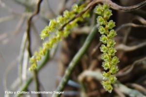 Campylocentrum grisebachii