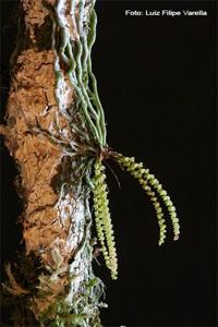 Campylocentrum grisebachii