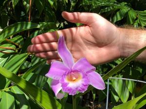 Sobralia violacea