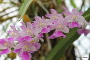 Aerides maculosa