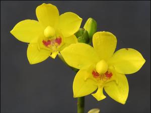 Spathoglottis aurea