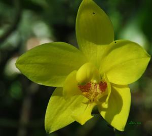 Spathoglottis aurea