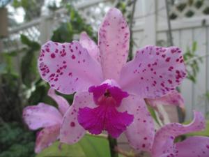 Cattleya amethystoglossa