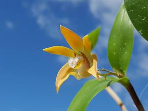 Dendrobium fleckeri