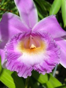 Sobralia violacea