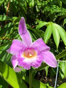 Sobralia violacea