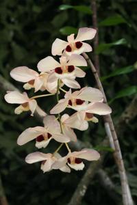 Dendrobium pulchellum