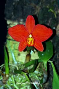 Cattleya coccinea