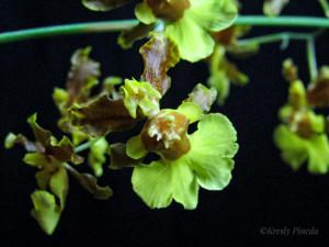 Oncidium dichromaticum