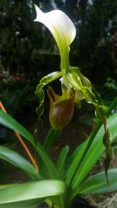 Paphiopedilum dianthum