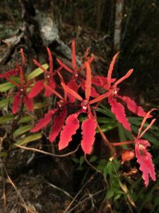 Renanthera coccinea