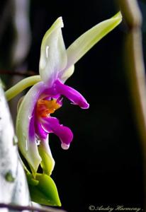 Phalaenopsis bellina