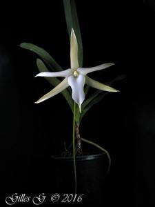 Angraecum sesquipedale