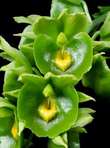 Catasetum expansum