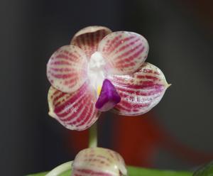 Phalaenopsis javanica