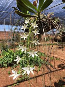 Aerangis articulata