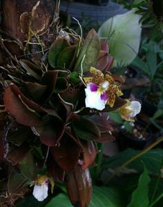 Trichocentrum tigrinum