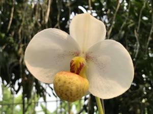 Paphiopedilum emersonii