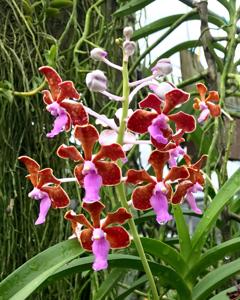 Vanda limbata