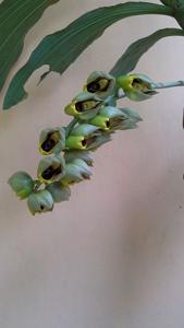 Catasetum macrocarpum