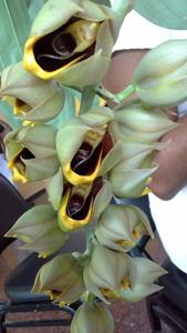 Catasetum macrocarpum