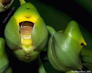 Catasetum macrocarpum