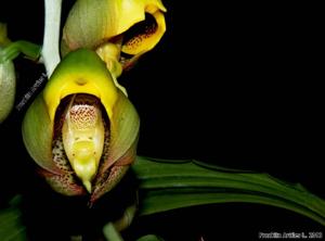 Catasetum macrocarpum