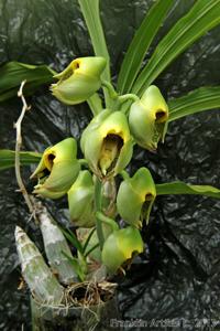 Catasetum macrocarpum