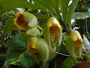 Catasetum macrocarpum